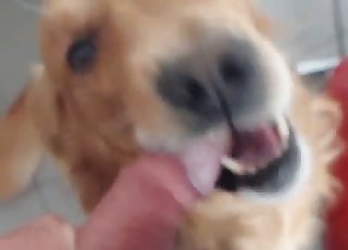 POV zoo blowjob from a scruffy doggo