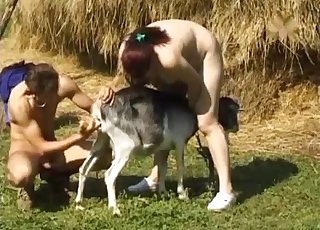 Zoophile is stimulating a tight animal anus