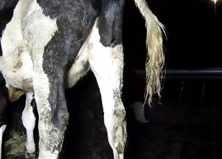 Boots-wearing zoophile fucks a cow