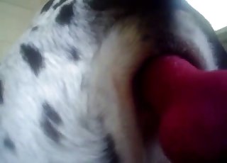 Dalmatian is enjoying anal stimulation