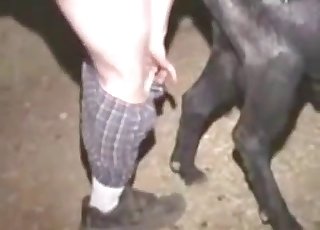 Farm animal is being fucked passionately by a zoophile