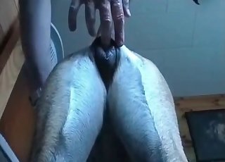 Anal fingering for a hot doggy