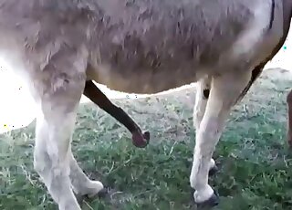 775betcom - Amateur animal porn - Donkeys in heat get ready for copulation