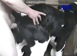 Porno gostoso com loira gemendo bem alto enquanto namorado come ela de quatro - Dude enjoys fucking a cow and cums all over it in the end of zoo porn