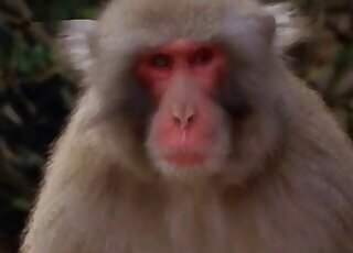 Asian bestiality tube