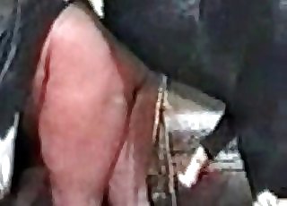 Mare fucks like a mutt