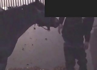 Real stallion and farmer fuck in doggy stance