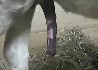 homem rico filme filme homem rico finge ser pobre para - Hefty and massive dick of a stallion