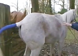 Two hot stallions in awesome zoophilia XXX