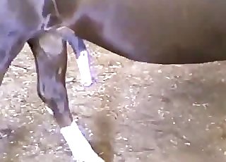 ﻿2 horse have awesome sex in the barn