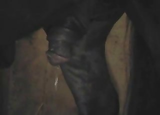 Amazingly massive dick of a stallion