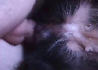 clinica santos dumont uberaba - Tender puppy is demonstrating its filthy skills