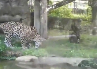 Zoophile porn focusing on cats added to pussies