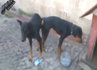 Respecting are dogs fucking each other irrational here