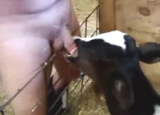 Zoophile feeds his magnificent cock to a fucking recess