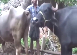 Cow-on-cow action with two beasts that go well