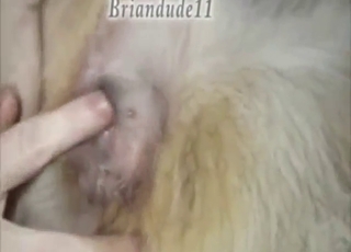 Shepherd dog is going to get fucked silly