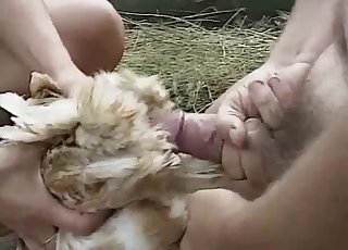 Small young puppy roughly fucked by a brutal fucker