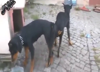 Respecting are dogs fucking each other irrational here